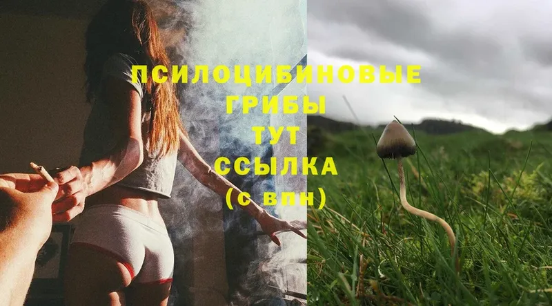 Псилоцибиновые грибы Psilocybe Барыш